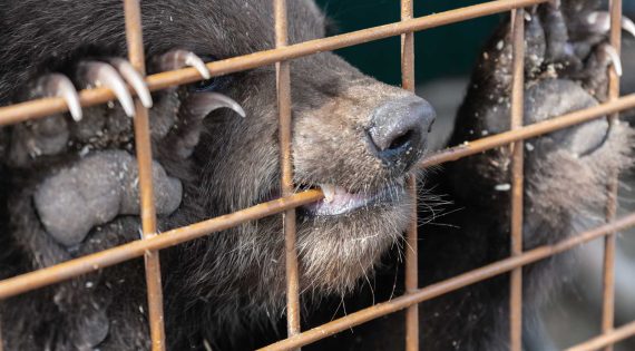angry-kamchatka-brown-bear-gnaws-an-aviary-DGJ3PNS.jpg angry-kamchatka-brown-bear-gnaws-an-aviary-DGJ3PNS.jpg