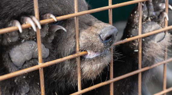 angry-kamchatka-brown-bear-gnaws-an-aviary-DGJ3PNS.jpg