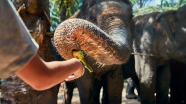 little-boy-feeding-bananas-to-an-asian-elephant-EF44VGG.jpg