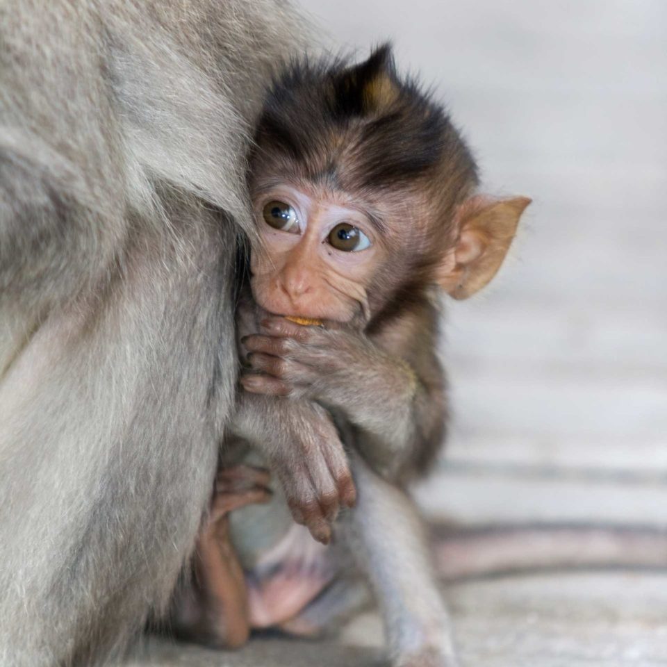 macaque-monkey-P53C3F6-scaled.jpg