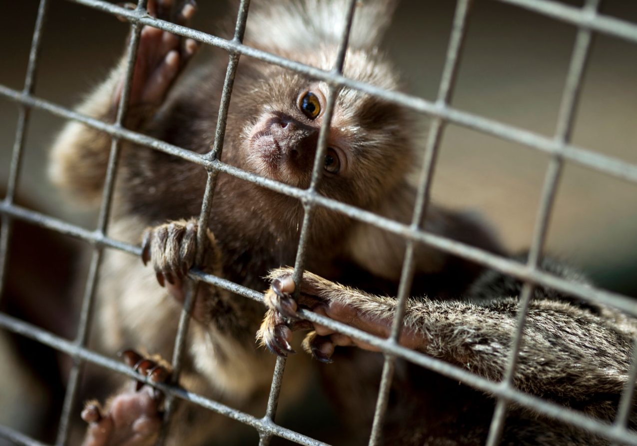monkey-PC94LCB.jpg monkey-PC94LCB.jpg